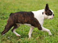 Boston Terrier thumbnail